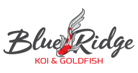 Blue Ridge Koi Goldfish