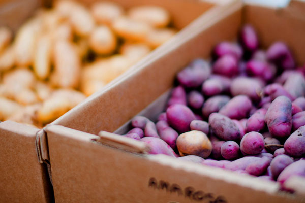 Potatoes In Boxes of the yellow and purple varieties