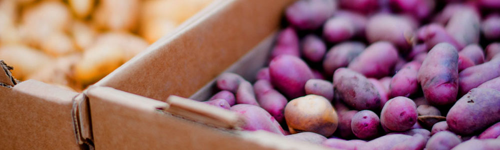 Potatoes of the yellow and purple varieties